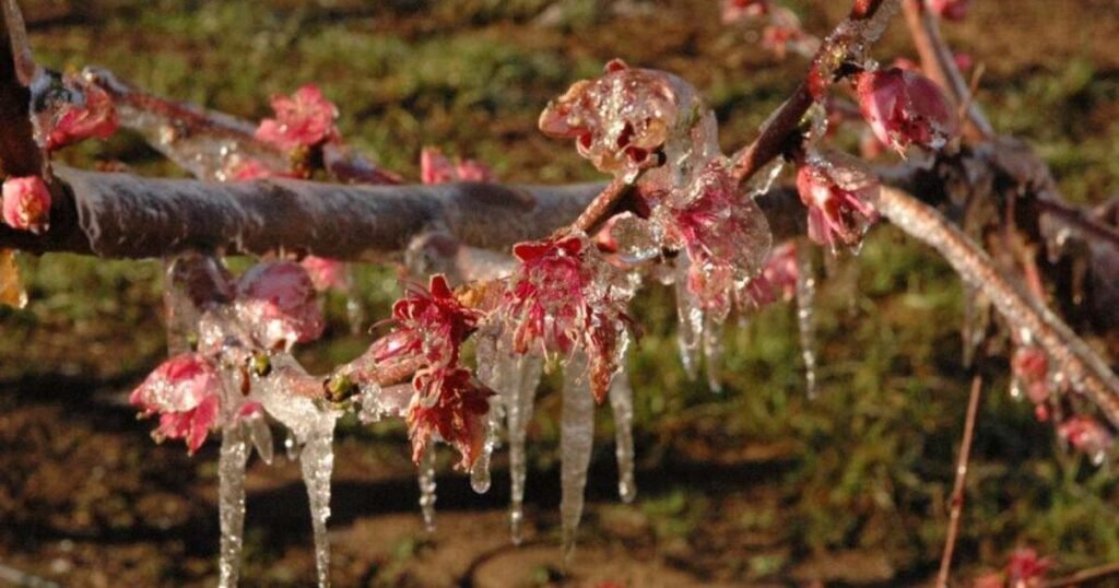 Flores de durazno cubiertas de hielo tras una helada tardía.